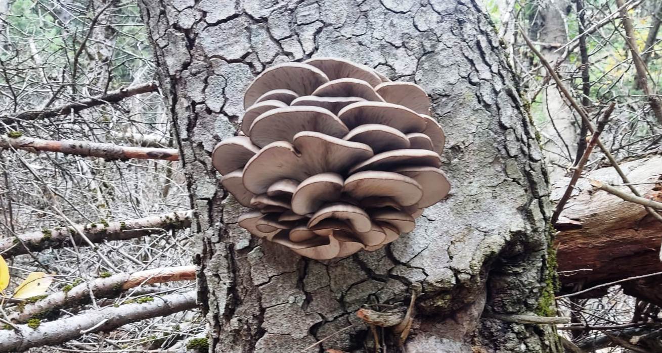 Seydişehir Torosları'nda Doğal İstiridye Mantarı Zamanı Başladı