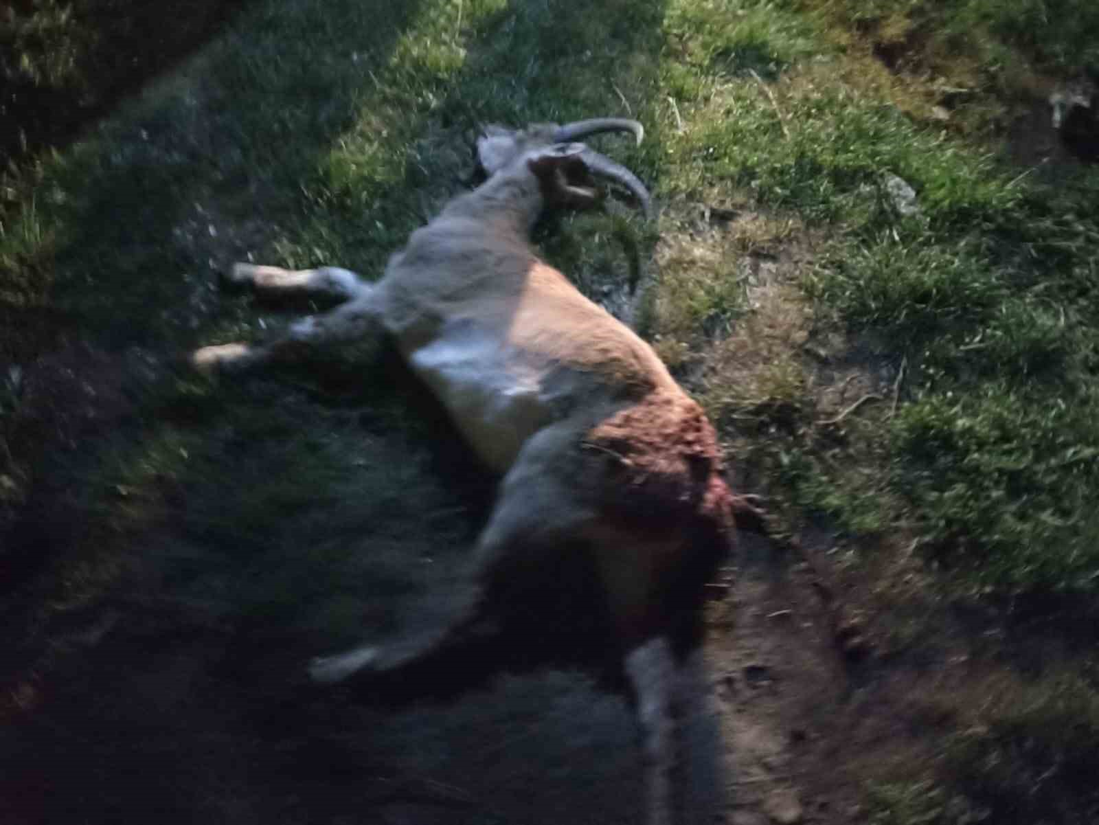 Seydişehir’de kaçak yaban keçisi avına 1 milyon 900 bin TL ceza