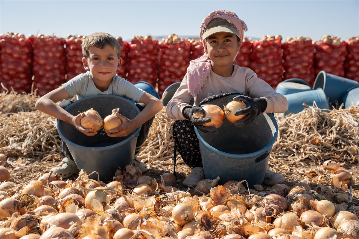 Karatay’da soğan hasadı başladı