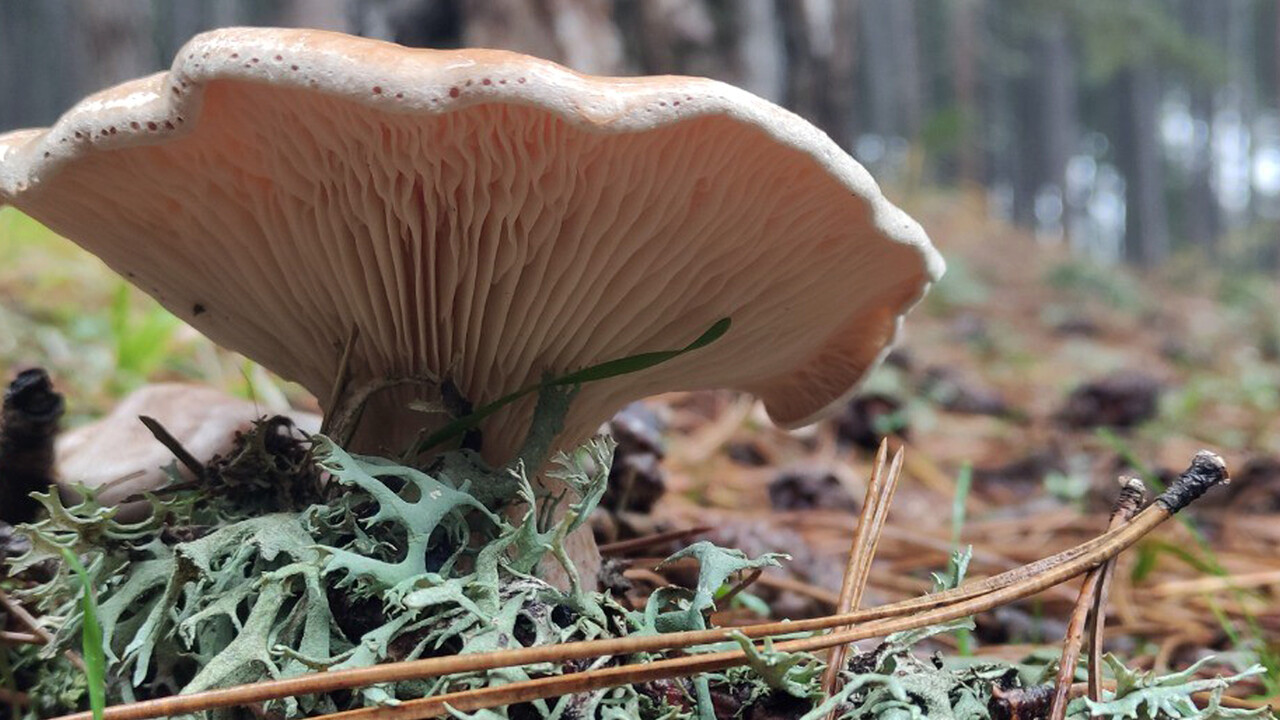 Mantar zehirlenmeleri karaciğer nakline yol açabilir