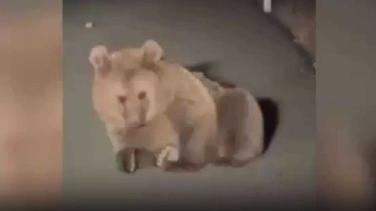 Ankara - Yaralı bulunan bozayı, tedaviye alındı