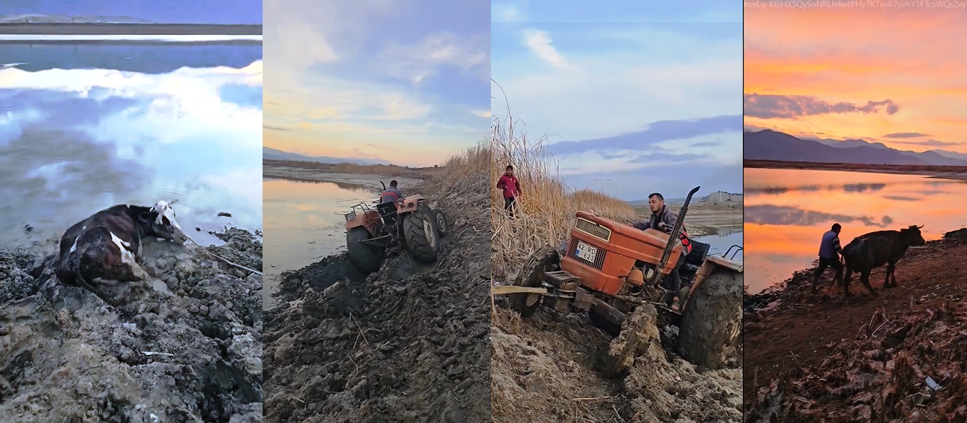 Suğla  Gölünde İnek Kurtarma Operasyonu Traktörü de Bataklığa Çekti!