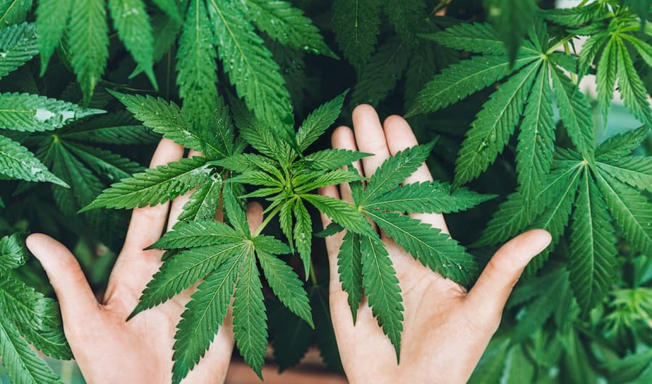 Konya'da çiftlik arazisine Hint keneviri ekilmesine ilişkin 2 sanığa hapis cezası