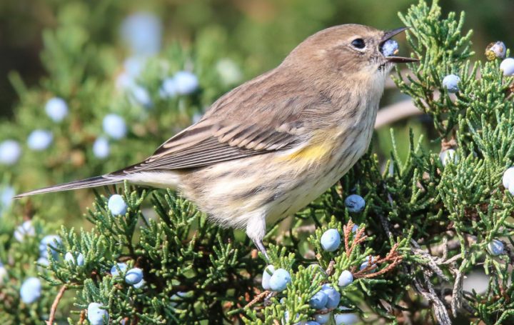Bozkır'ın Yeşil Umudu: Ardıç Kuşları Tehlike Altında