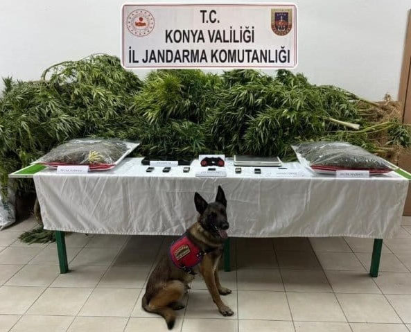 Konya'da Çiftliğinde esrar ve kenevir ele geçirilen avukat beraat etti, 2 çalışanı 14’er yıl 9’ar ay ceza aldı