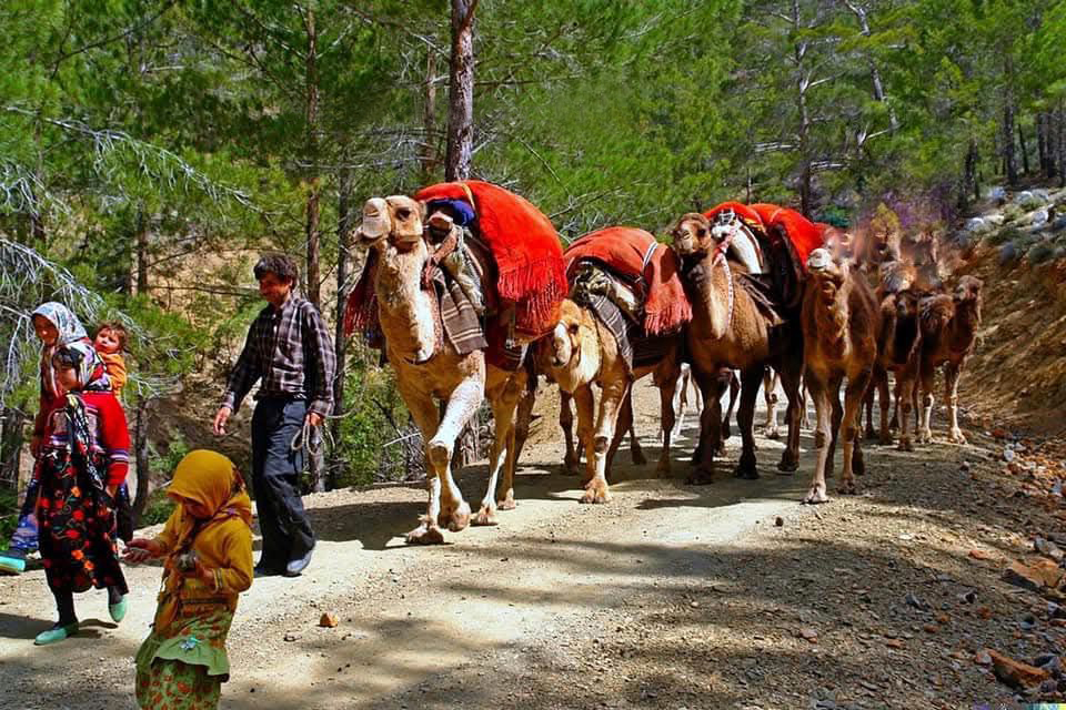 Sarıkeçili Yörüklerin develi 'kış yurdu' yolculuğu sürüyor