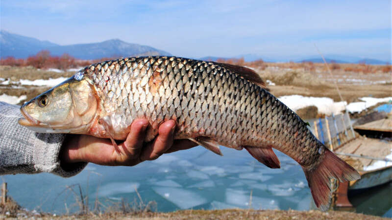 Beyşehir Gölü'nün Simgesi "Tatlı Su Kefali"  Akbalığı Tescillendi