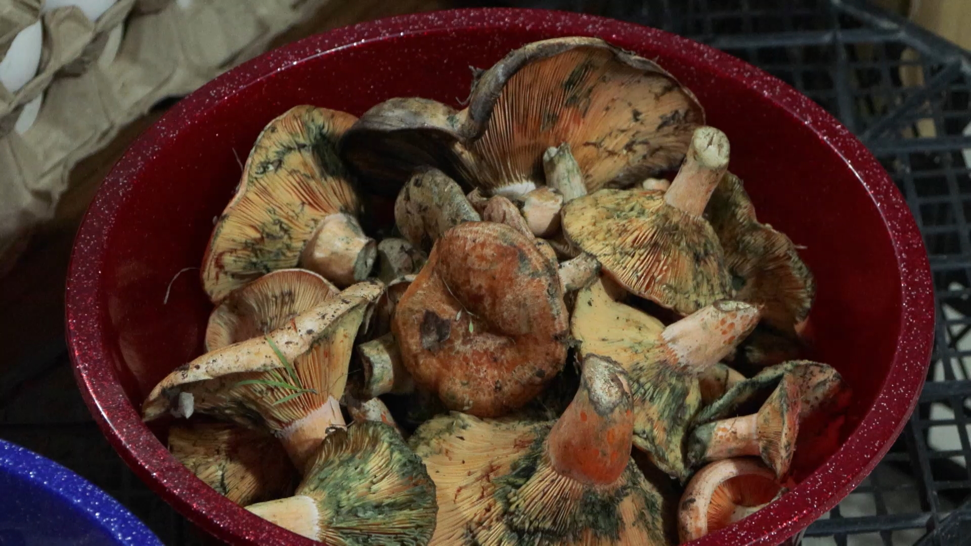 İstanbul- 'İstanbul'da bir ayda 60 kişi mantar zehirlenmesi nedeniyle hastaneye başvurdu'