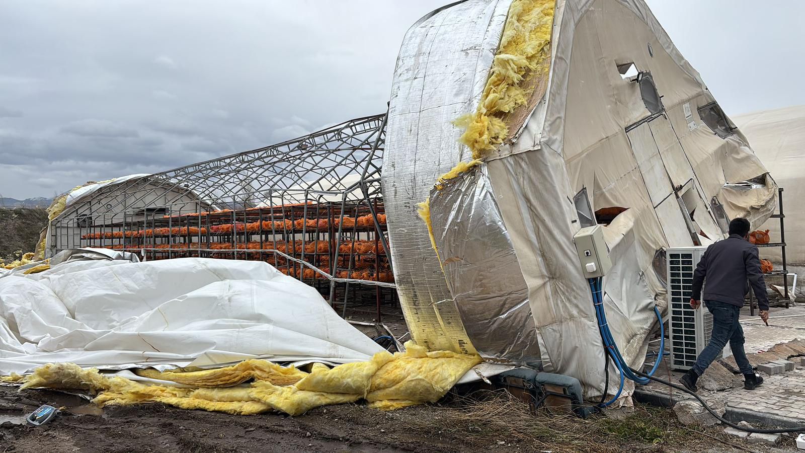 Seydişehir'de Şiddetli Rüzgar Mantar Üreticilerini Vurdu: Çadırlar Yerle Bir Oldu!