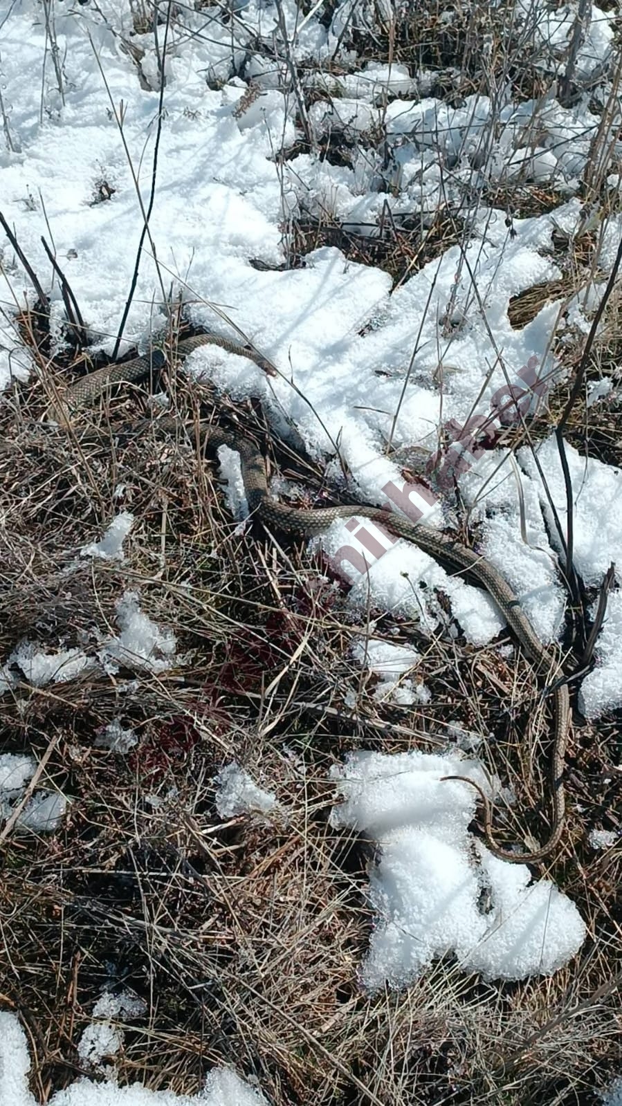 Toroslar’da Şaşkınlık Yaratan Görüntü: Kar Üstünde Dev Yılan!