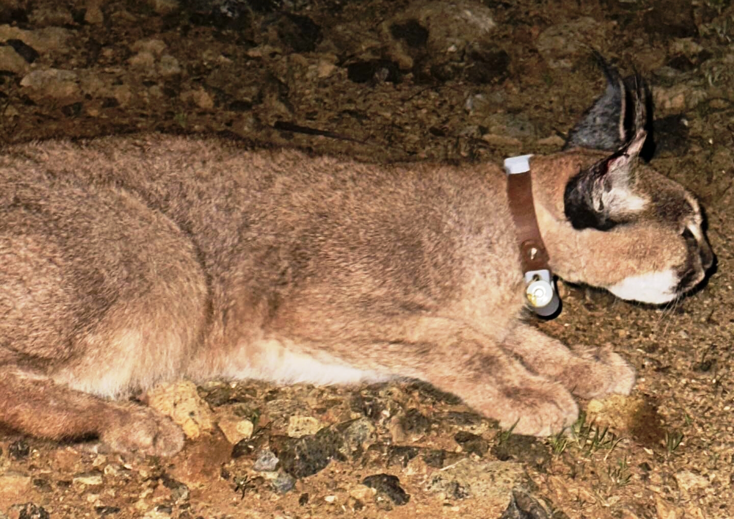 Antalya - Dr. İlemin: Karakulak türünü Akdeniz ekosistemi için gösterge tür olarak tescilledik