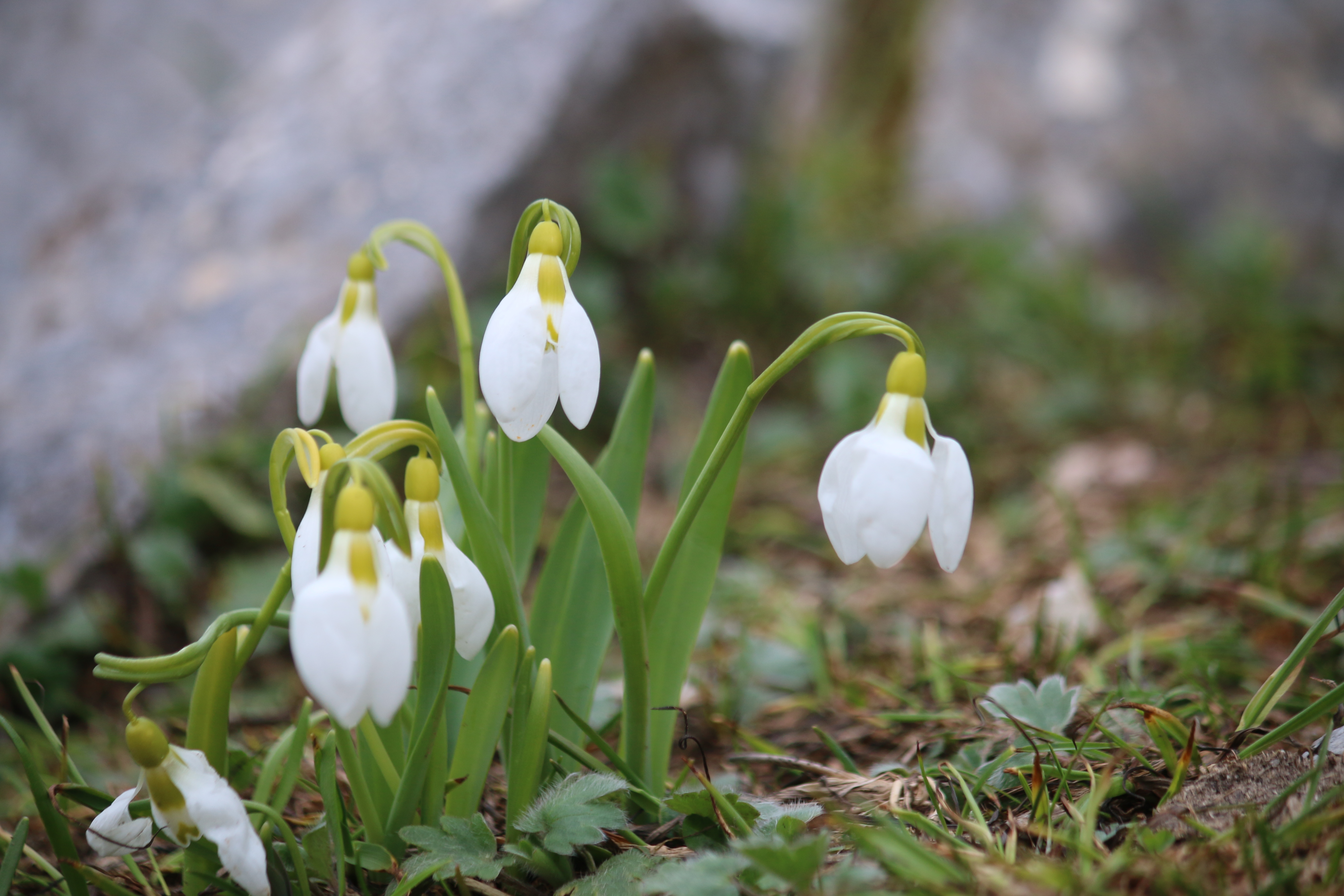 Toroslar'ın Gelinliği Kardelenler, Küpe Dağları'nda Arz-ı Endam Ediyor