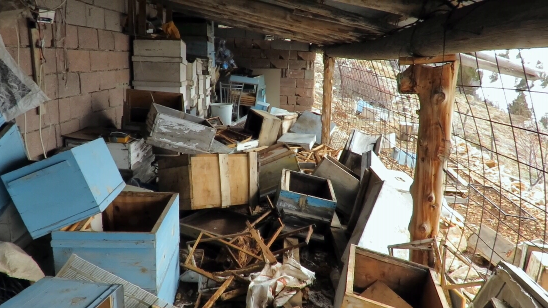 Konya - Ayı, tarihi 'hanay'lara girip balları yedi; arıcılar yardım istedi