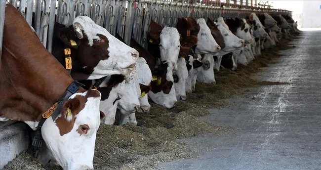 TÜİK verileri ile ortaya çıktı: İşte en çok büyükbaş hayvanın olduğu il! KONYA BAŞI ÇEKİYOR