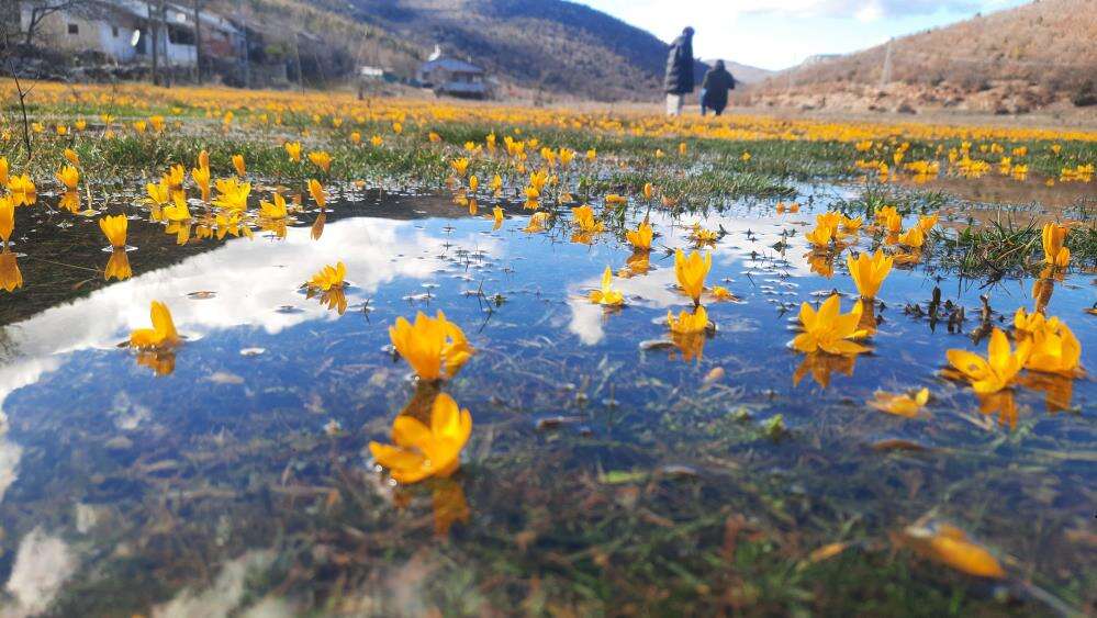 Toroslar’da Renk Cümbüşü: Bartlı Yaylası Çiğdemlerle Süslendi