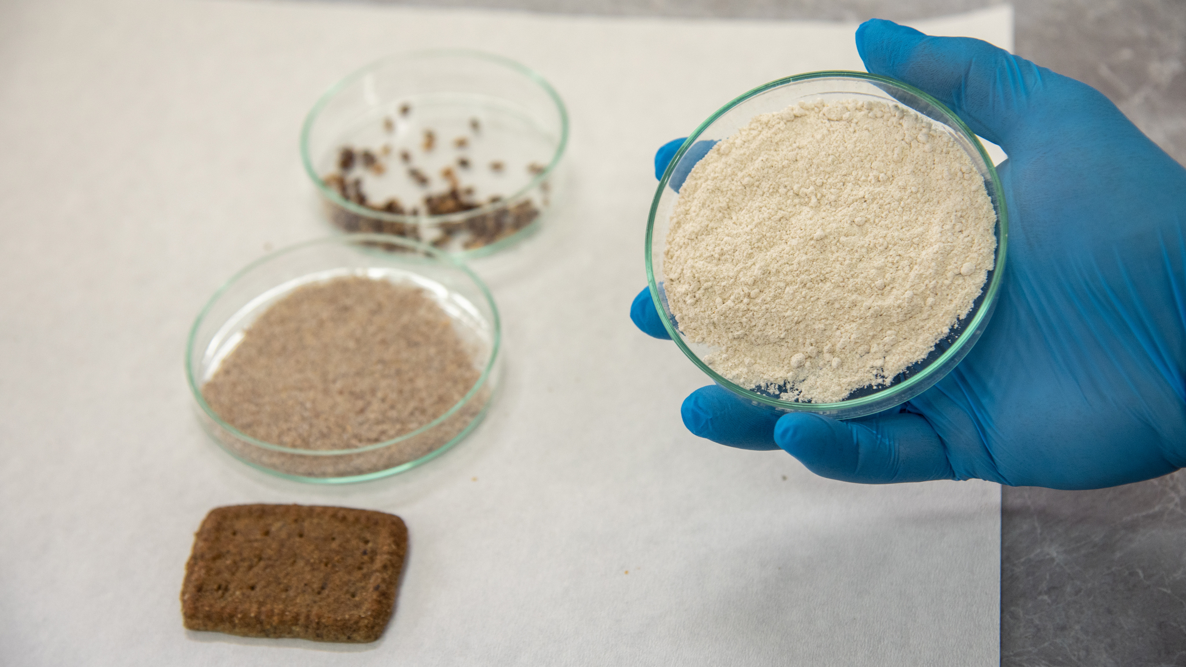 Selçuk Üniversitesi'nde Alzheimer, diyabet ve kansere karşı renkli buğdaylardan bisküvi üretildi