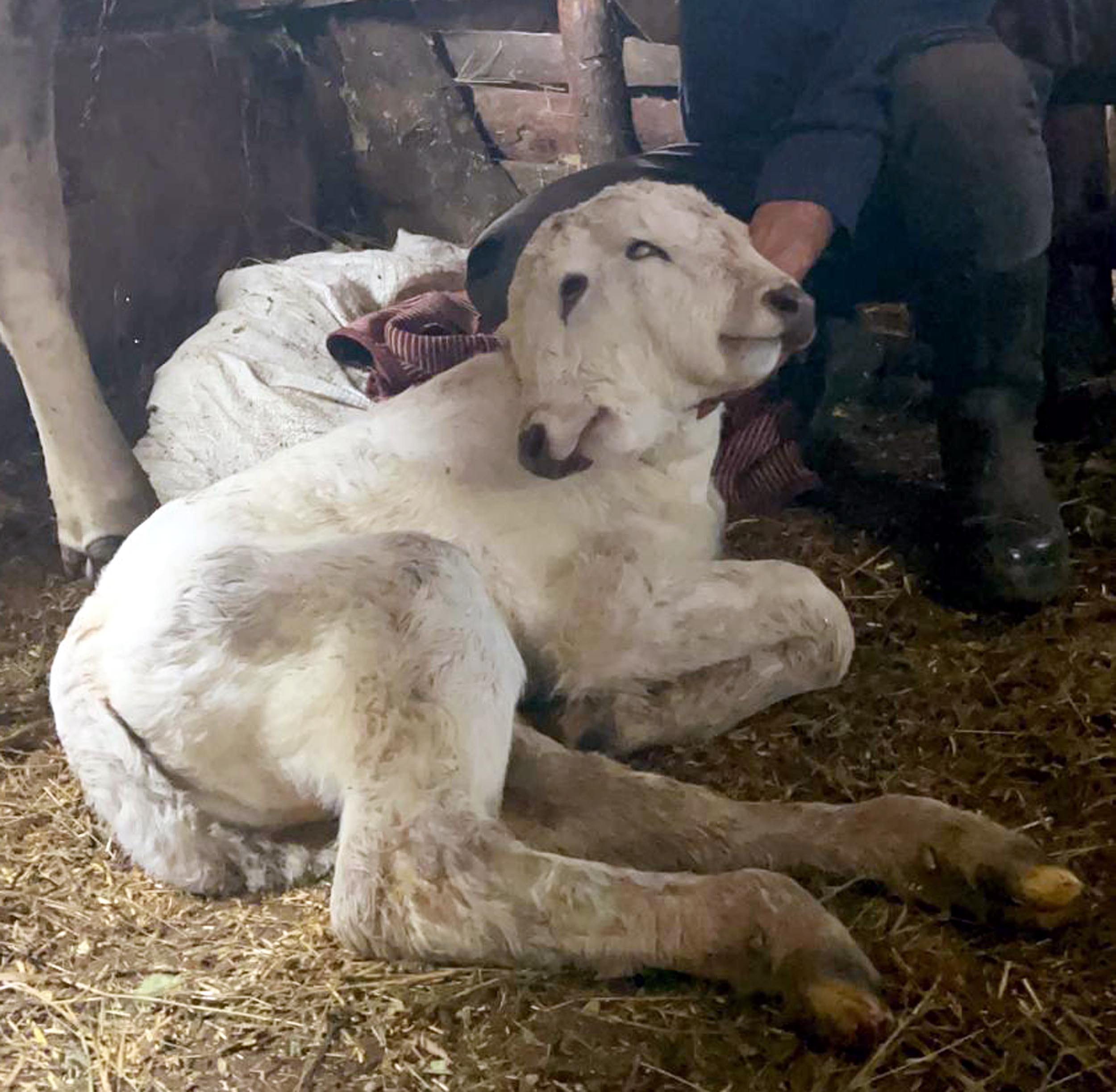 Erzurum'da çift başlı buzağı dünyaya geldi