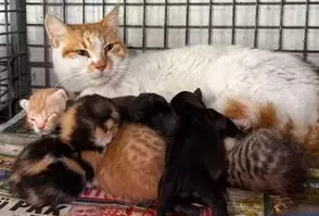 Antalya- Gebe köpek öldü, yavrulara anne kedi sahip çıktı