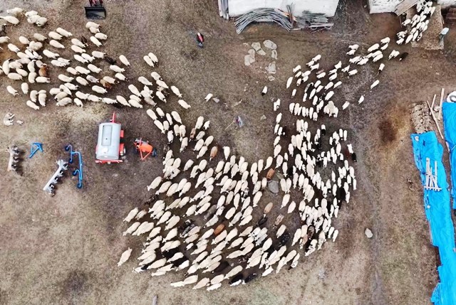Kuzular anneleri ile buluştu, o anlar dron kamerasıyla görüntülendi