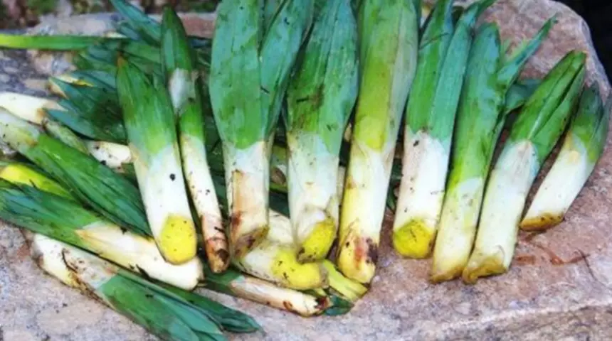 Toroslar'ın Zirvesinden Sofralara: "Dağ Pırasası" Çiriş Otu Tezgahlarda