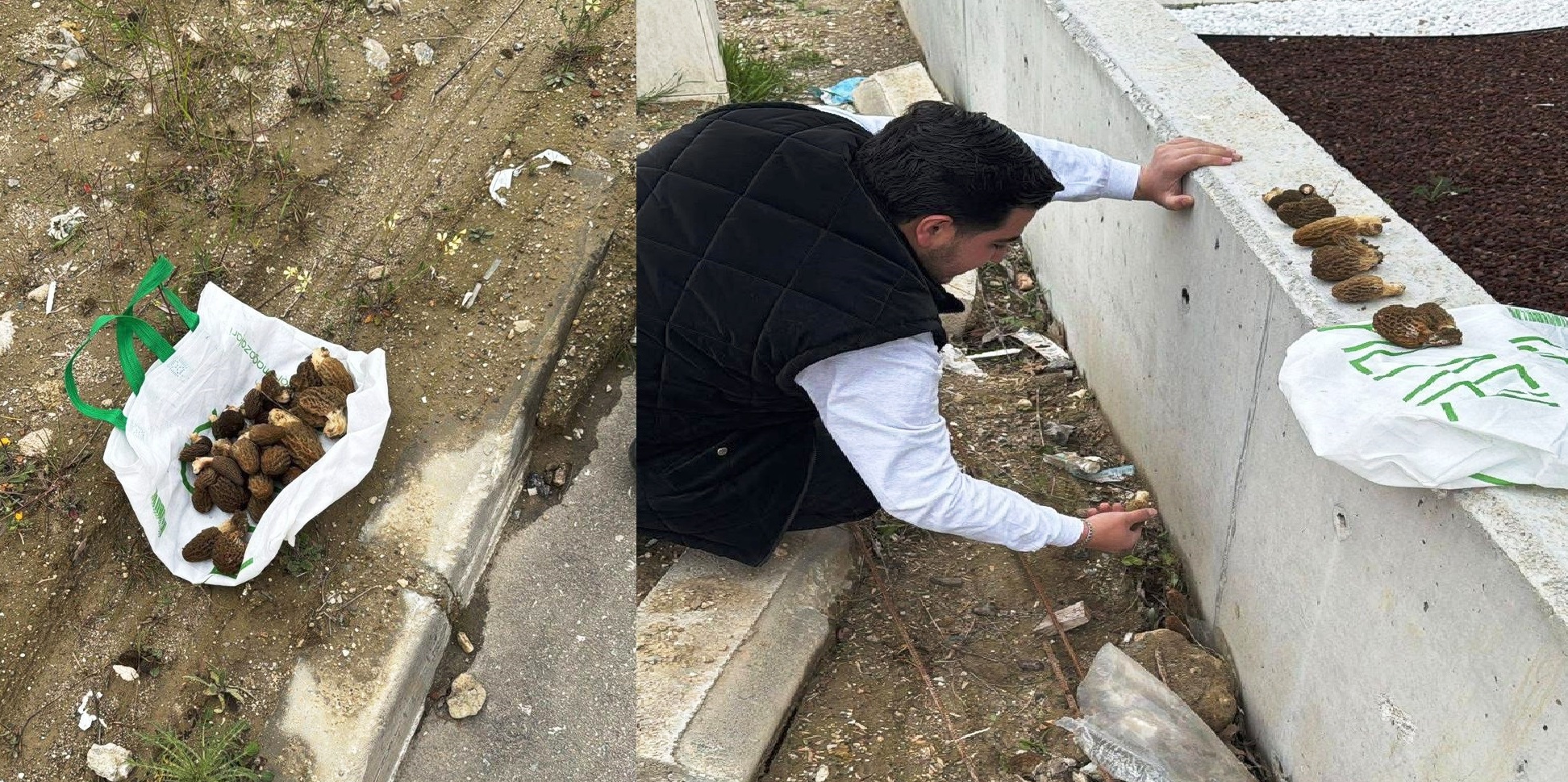 Şehrin Göbeğinde Doğa Sürprizi: Beton Bariyerlerin Arasından "Kuzu Göbeği" Çıktı!