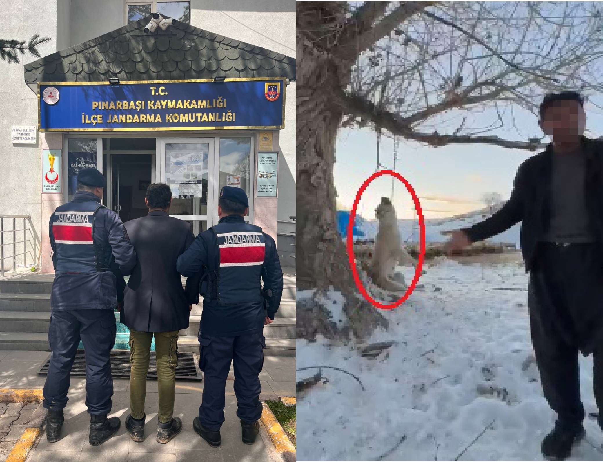 Çok yediğini iddia ettiği köpeğini ağaca asıp öldüren şüpheli tutuklandı