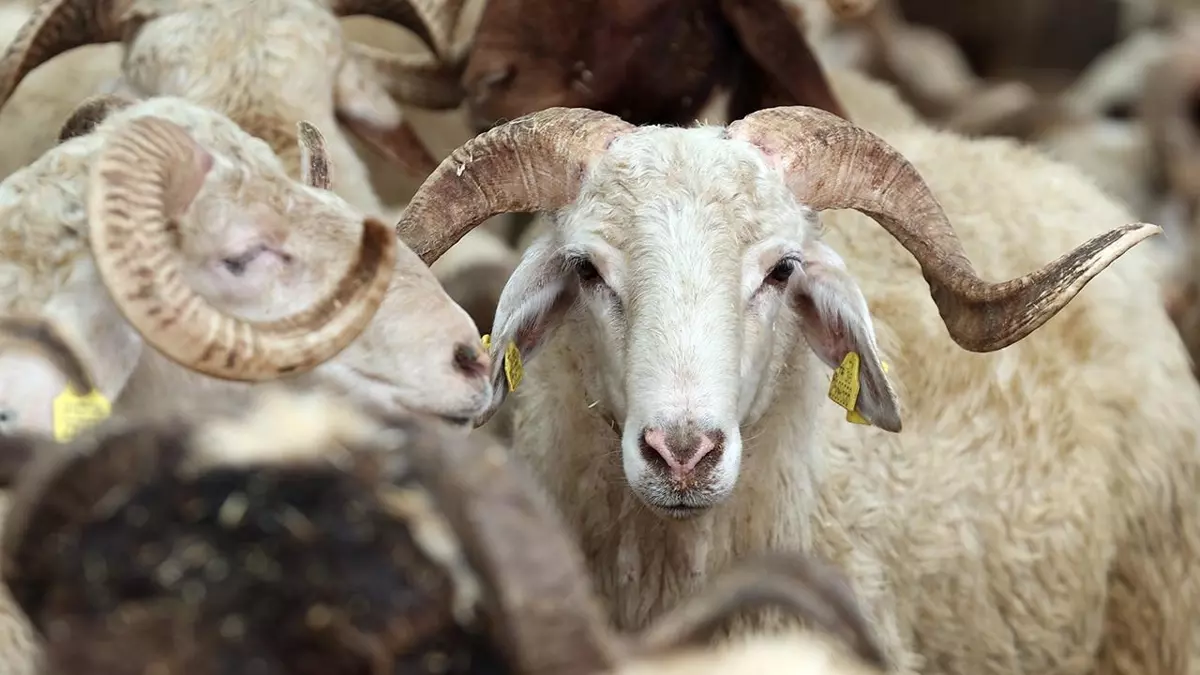 2026 Yılı Vekaletle Kurban Kesim Bedelleri Açıklandı: Yurt İçi 18.000 TL, Yurt Dışı 7.000 TL