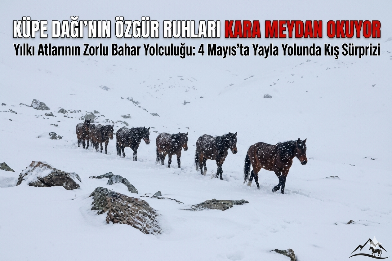 Küpe Dağı’nın Özgür Ruhları Kara Meydan Okuyor: Yılkı Atlarının Zorlu Bahar Yolculuğu