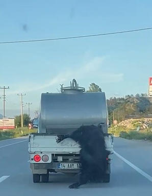 Bolu- Kurbanlık hayvanı kamyonetin kasasından sarkıtarak taşıyan sürücüye ceza