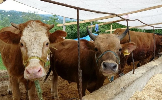 2025 Kurbanlık fiyatları: Bu yıl küçükbaş ve büyükbaş kurban fiyatı ne kadar olacak?