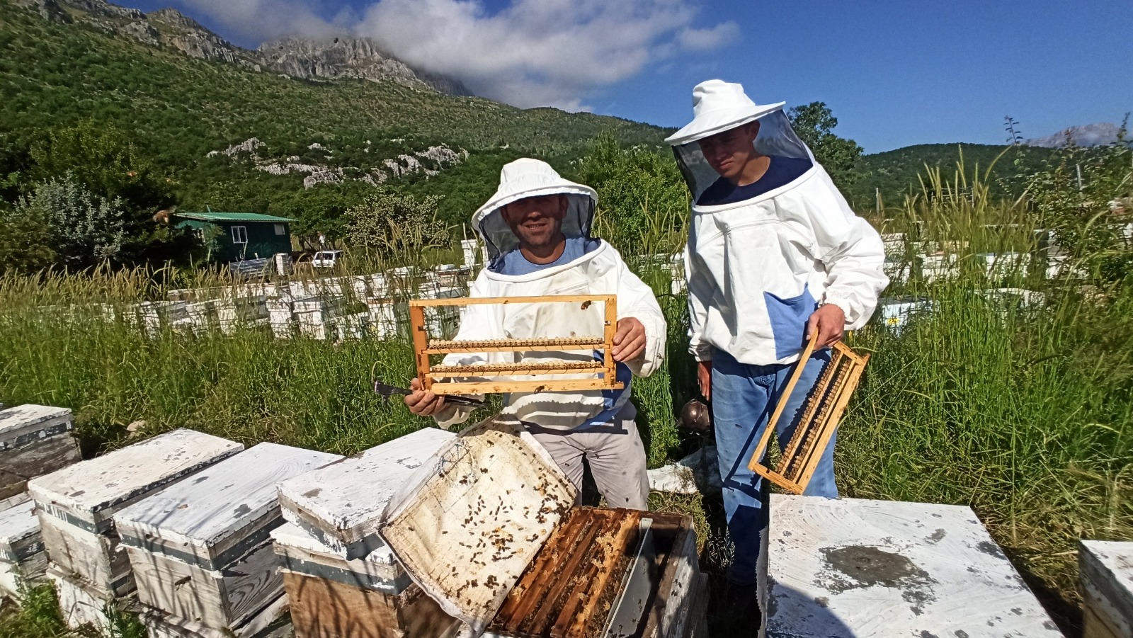 2535 RAKIMLI KÜPE DAĞININ ETEKLERİNDEN ŞİFA KAYNAĞI ARI SÜTÜ ÜRETİYOR (ÖZEL HABER)