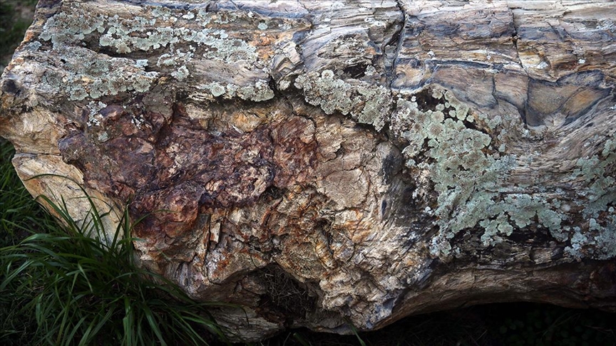 41 milyon yıllık ağaç fosilleri Zile Kalesi'nde sergileniyor