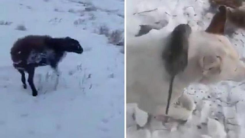 -51 DERECEYE DAYANAMADILAR