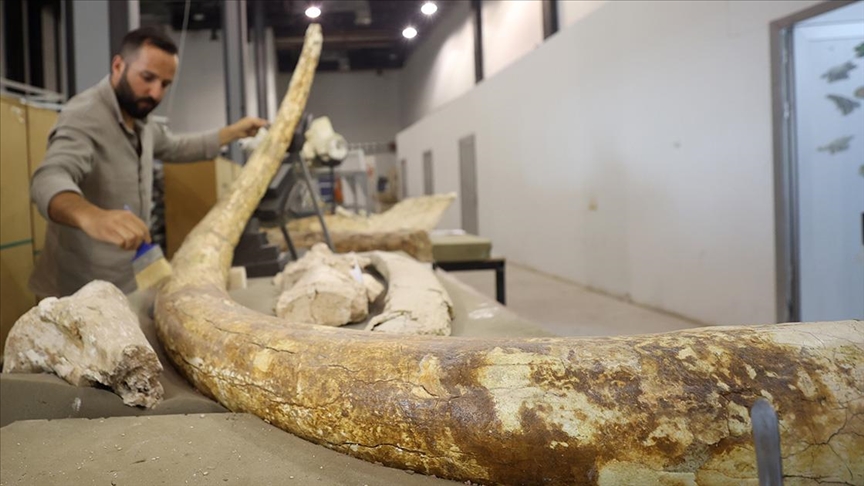 7,5 milyon yıllık zürafa, at ve fil fosilleri sergilenmeye hazırlanıyo