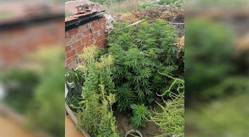 85'lik nine kenevir yetiştirirken yakalandı