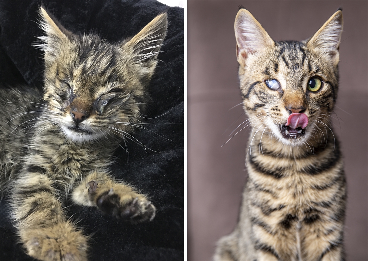 AA objektifinden, can dostlarını sevgiyle iyileştirenlerin hikayesi