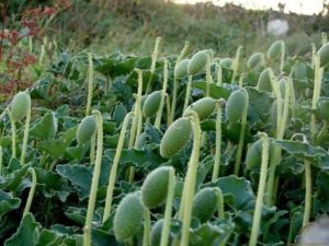 Acı kavun nedir, faydaları nelerdir? Nasıl kullanılır
