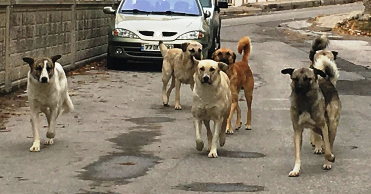 Adana'da  Başıboş köpek terörü  can  aldı!