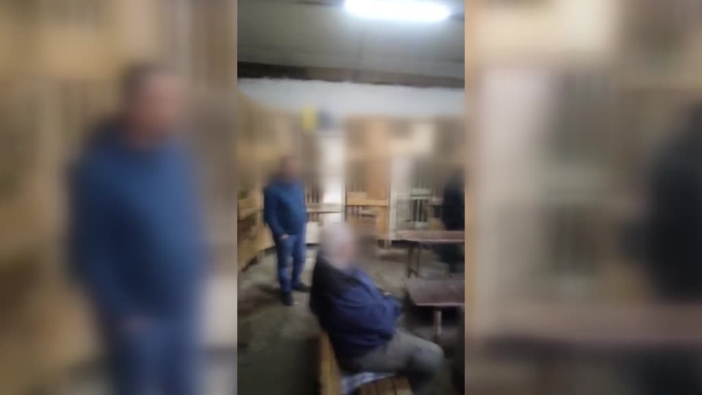 ADANA - Horoz dövüştüren 32 kişiye 205 bin 600 lira ceza