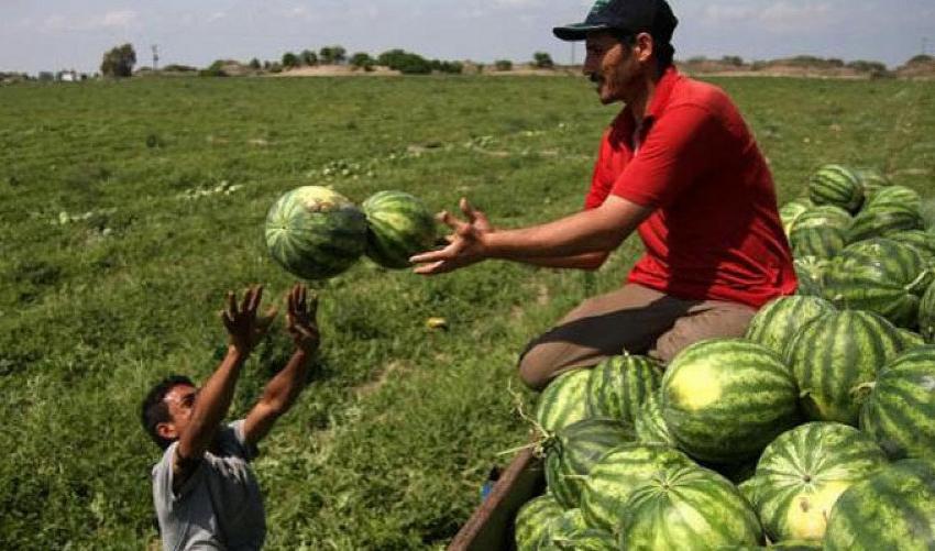 Adana karpuzu tarlada 35 kuruş, markette 1.5 lira