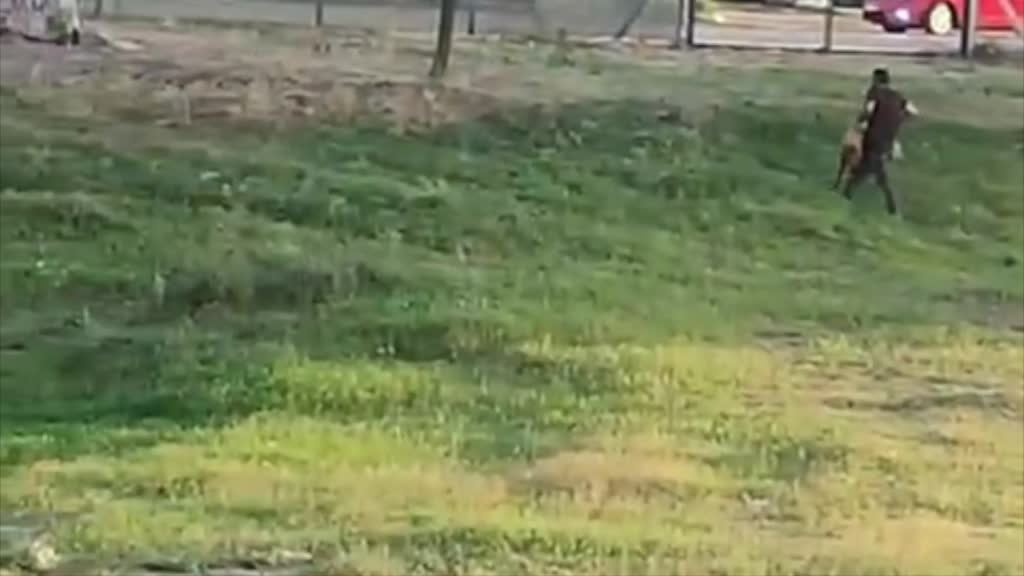 ADANA - Koyuna şiddet uygulayan besici gözaltına alındı