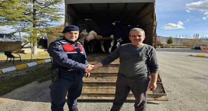 Ahırlı’da  Berat  Kandilinde 300  bin liralık Büyükbaş hayvan çaldılar