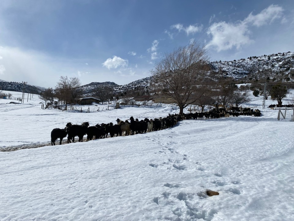 Ahırlı'da Zorlu hava koşullarında anaç koyun keçi tespitleri yapıldı.