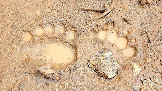 Ahırlı Kuruçay Güngörmez Ayı İzleri Şaşkınlık Yarattı!