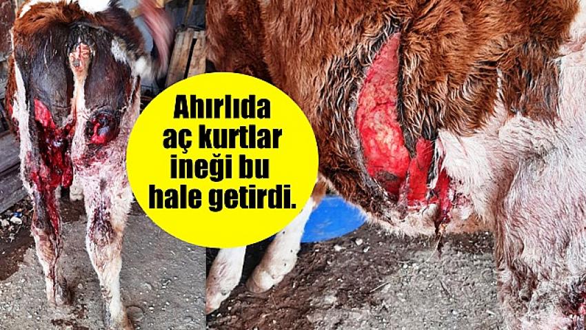 Ahırlıda aç kurtlar ineği bu hale getirdi.