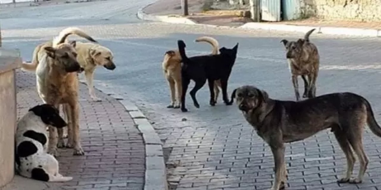 AK Parti'den başıboş köpek sorunu açıklaması: Meclis tatile girmeden yasalaşır