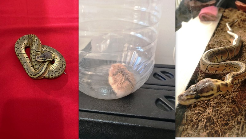 Aksaray'da bir otomobilde piton ve hamster ele geçirildi