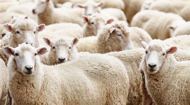 Aksaray'da Çaldıkları koyunların parasını verdiler, serbest kaldılar