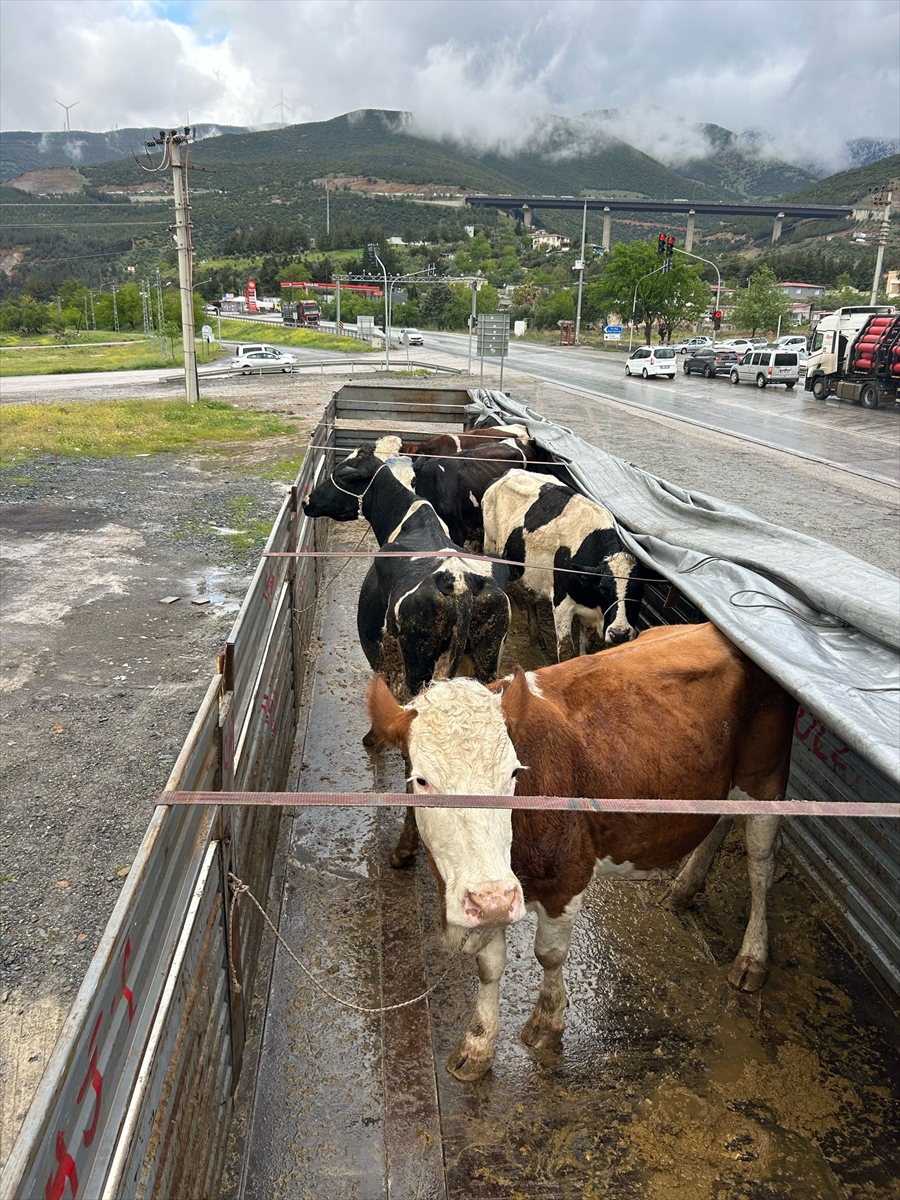 Aksaray'da hayvan hırsızlığına karışan 2 şüpheli tutuklandı