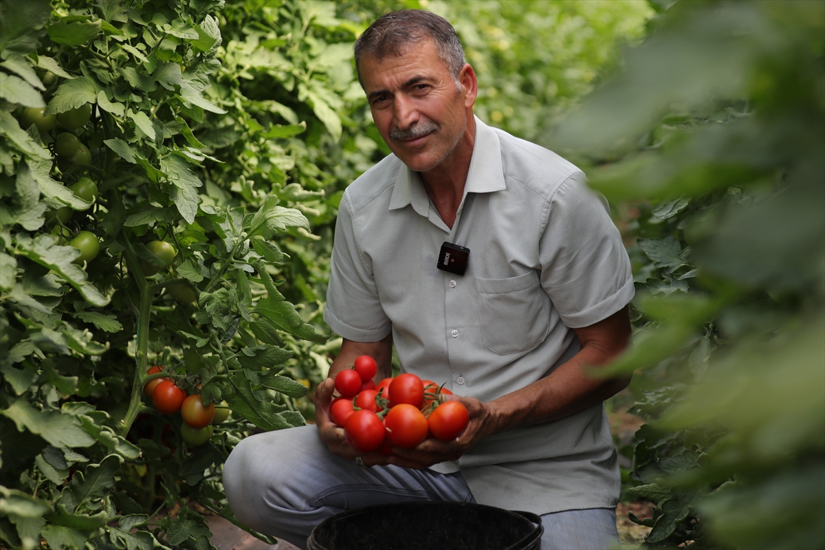 Aksaray'da hibeden yararlanan çiftçi, 20 tonluk sebze üretimini 100 tona çıkardı